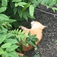 手足をバタバタさせて『苦しそうに鳴いている子猫』を発見→連れて帰った結果…『泣ける光景』が112万再生「もう涙、涙」「なんて優しさ」