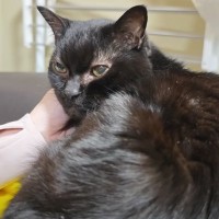 ペットショップのゴミ箱に捨てられていた子猫…18年が経過した『現在の様子』に反響「切なくて涙が出る」「ご家族の愛がすごい」