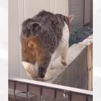 『後ろ足ケリケリ』でバズった元野良猫→保護されて8か月が経つと…感動のエピソードが144万再生「もう表情が全然違う」「幸せをもらった」