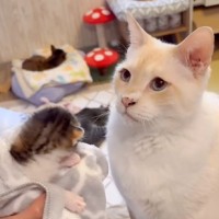 生まれて間もない保護子猫を優しい先住猫に会わせてみたら…思わず涙が出る『素敵な反応』が142万再生「優しい気持ちになった」「癒された」