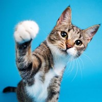 猫に『引っかかれやすい人』に共通する3つの特徴　猫ではなくあなたに原因があるかも？