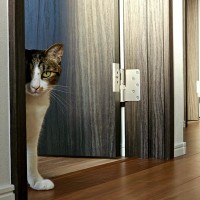 猫が飼い主さんに『クレーム』を入れたいときのサイン　言っていそうな5つの文句とともに解説！