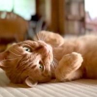 畳の上でゴロゴロしている猫が、次の瞬間…お風呂に連行されることになってしまった『まさかの悲劇』に「心を許してる証拠」「ドジっ子発揮」