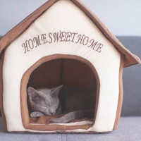 猫用ベッドは『屋根あり・屋根なし』どっちがいい？それぞれの良し悪しと、選ぶ際のポイント
