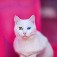 猫好きなら知っている？あまりお目にかかれない『希少な猫種』5選　特徴や性格などをご紹介！