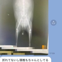 猫の様子がおかしい…病気を疑ってレントゲンを撮ったら→予想外の『診断結果』に11万いいね「ドクターに言われた衝撃的な言葉」「復唱ｗ」