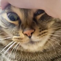 ポテトを食べようとしたら、猫がやって来て……爆笑必至の『攻防戦の様子』が93万再生「強い意志を感じるw」「めり込みに来てるｗ」