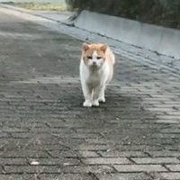 山奥に捨てられていたガリガリの老猫と出会った結果…涙なしには見られない『感動の軌跡』に「本当にありがとう」「なんて素敵」と54万再生