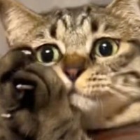 天井にいる虫を捕まえたい猫→抱っこしてあげると…『可愛すぎる瞬間』が80万再生の反響「アニメに出てきそう」「顔が可愛いｗ」