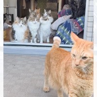 窓を開けると勢いよく庭に出て行った1匹の猫→次の瞬間…『まさかの光景』が220万再生「張り切って出たのにｗ」「コントじゃんｗ」と爆笑