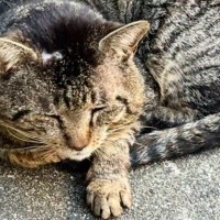 16年間も外の世界にいた『ボロボロのボス猫』が、保護された『現在』…劇的なビフォーアフターに感動の声「夏のエアコン最高よね泣」「よかった」