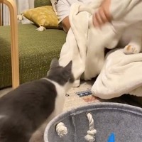 毛布の中にぬいぐるみを隠したパパ→猫に『イタズラ』を仕掛けた結果…まさかの反応が84万再生「何度も見てしまった」「可愛すぎるｗ」