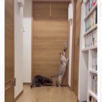自力でドアを開ける猫→対策するために『ドアノブを縦』にした結果…可愛すぎる反応に2万いいねの反響「たまらん」「執念を感じるｗ」