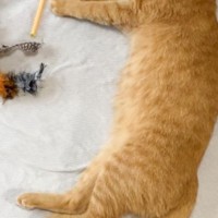 遊び疲れて爆睡していた猫→『顔』を見てみたら…装着していた『予想外のモノ』に爆笑の声続出「ちょうど良いアイマスクｗ」「笑っちゃった」