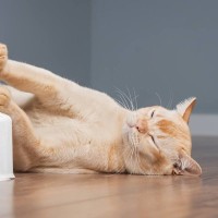 猫が『床に落ちている』姿をよく見られる3つのシーン　どんなところに落ちがち？