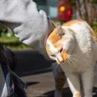 猫の飼い主さんが『健気だな』と感じる愛猫の行動4選　控えめだったり優しかったり…本心は？