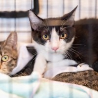 猫のピンチを救う『緊急連絡先』7選　迷子、深夜の体調不良…万が一のときの命綱