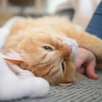 『ひとりっ子』が向いている猫の特徴4選　多頭飼育は負担になるかも…飼育上の注意点も