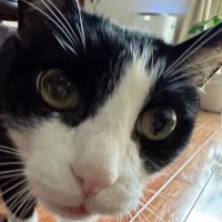 女性ペットシッターには可愛らしい顔をしていた猫→2日目に『男性』が来ると…衝撃の差が145万再生「別猫かと思ったｗ」「可愛いｗ」