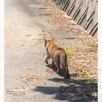 野良の母猫について行ってみたら……子猫の『まさかの様子』と胸が熱くなる『結末』が134万再生「優しい世界」「本当に涙が出る」