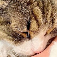 『超甘えん坊の北欧猫』と添い寝すると……隣にいる飼い主さんに見せた『尊すぎる行動』に22万いいね「仕事休むレベル」「なんて可愛さ」
