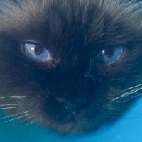 獣医の手によって巨大なエリザベスカラーをつけられて…まさかのアピールをするようになった猫に24万いいね「寝起きにブルースクリーンｗｗ」