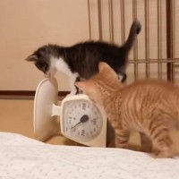 はかりの上でブルブルと揺れる子猫→もう1匹の子猫が来ると…『まさかの光景』に爆笑の声「2匹目でもうダメだった」「ブルブルマシーンかなｗ」