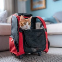 愛猫を救う『非常用持ち出し袋』必ず入れるべき5つのもの　収納場所や中身の管理方法も