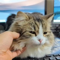 キーボードの上を占領してきた猫→首をコショコショしたら…飼い主さんに見せた『まさかの行動』に18万いいね「ズルいくらい可愛い」「尊い」