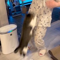 保護ネコの前に立って『胸をトントン』と叩くと…飼い主さんに見せた『まさかの特技』に「うらやましすぎる」「幸せが溢れてて涙」と5万再生の反響