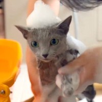 ネコをお風呂に入れて泡だらけに→嫌がるかと思ったら…意外すぎる『まさかの光景』が16万再生「パパさんを見つめるのがかわいい」「お利口」