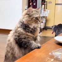 食事を狙う猫を撮っていたら、『後ろにいた猫』が突然……まさかの光景に「情報量が多すぎるｗｗ」「目が足りないｗ」と爆笑の声