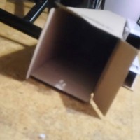 猫がダンボールから出てくるところを撮影していたら…想定外の『かわいい出方』に爆笑の声続出「リズムが良いｗ」「けっこう速くて笑った」