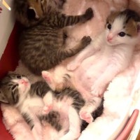 ミルクをたっぷり飲んだ子猫たち→お腹がパンパンに膨らんで…思わずニヤける『3匹の様子』が7万再生「悶絶級に可愛い」「天国かな」