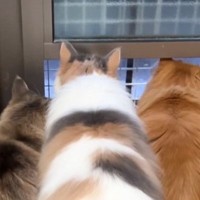 小さな窓から外を見る長毛猫→『しっぽ』を見てみると…可愛すぎる『動き』に1万1000いいね「ずっと見ていられる」「癒しの効果があるね」