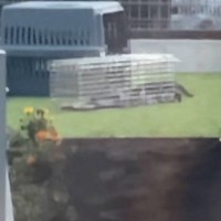 毎晩外で『鳴き続けていた子猫』が…優しい手に救われ『大切な家族』になるまでの道のりに涙が出ると12万再生「泣いてもうた」「本当に良かった」