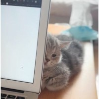 作業中で構ってあげられなかった結果…子猫が見せた『まさかの行動』が可愛すぎると51万再生「絶対拗ねてるｗｗ」「私よりパソコンなんでしょ」