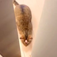 ドアを開けたら、飛び出してきたネコ→『おでこに何かついている』と思ったら…『まさかの光景』に「左にスライドしたくなるｗｗｗ」と爆笑