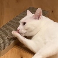 『自分の前足の匂いを嗅いだ猫』が、次の瞬間……爆笑必至のリアクションが89万再生「想像を超えてきて笑った」「本当におもしろいｗ」