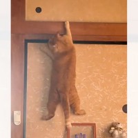 なぜか『襖の上の部分に乗ろうとしていた猫』を見ていたら…爆笑必至の一部始終が129万再生「目的が謎で笑った」「満足度が高い5秒間」