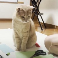 家庭科の宿題に取り組む息子のとなりで……猫が見せた『可愛すぎる行動』に「愛が溢れててキュンとした」「お兄ちゃん大好きな乙女」と反響