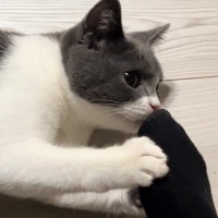 初めての『足の匂い』に……猫が見せた『反応』に爆笑する人が続出「意外と感激してたりしてｗ」「ほんまか？みたいな顔ｗ」と29万再生