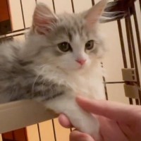 猫の前足をにぎにぎと触っていたら…次の瞬間→とんでもなく『尊い反応』に2万いいね「憎らしいほどの可愛さ」「変な声が出てしまった」