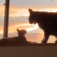 保護された新入り子猫に、先住猫が……夕日を背景に見せた『尊いやり取りの光景』に涙が出ると反響「素敵としか言いようがない」「映画みたい」