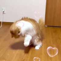 おもちゃを投げると、ネコが後ろから飛び込んできて…思いもよらない『まさかの動き』に「お手々ブンブンｗｗｗ」「楽しそうでかわいい」と反響