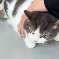 月1回の爪切り→猫を動物病院へ連れて行くと…予想外の『反撃』に「控え目な態度が可愛すぎるｗ」「ニヤニヤしてしまったｗ」と50万再生