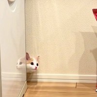冷蔵庫と壁のすきまから、子ネコが顔を出したと思ったら…『まさかの動き』が可愛すぎると58万再生「でんぐり返しｗ」「かわいい不審猫」