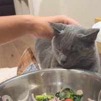 寝たふりをしながらサラダを狙う猫…あまりにも可愛すぎる『演技』が83万再生「寝てるはずなのにｗｗ」「確信ニャンｗ」と笑顔になる人が続出