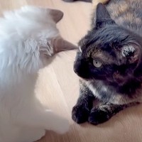 怒らせると『ボス猫より強い猫』→おてんば子猫に顔を叩かれた結果…予想外な『まさかの神対応』が19万再生『女神のよう』『本当の母娘みたい』