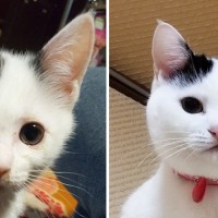 子猫から成猫へ…『顔つきの変化』を追ってみた結果→想定外すぎる衝撃のラストに「たぶん組織に裏切られてる」「くそワロタｗ」と103万表示